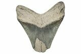 Bargain, Fossil Megalodon Tooth - Georgia #338835-1